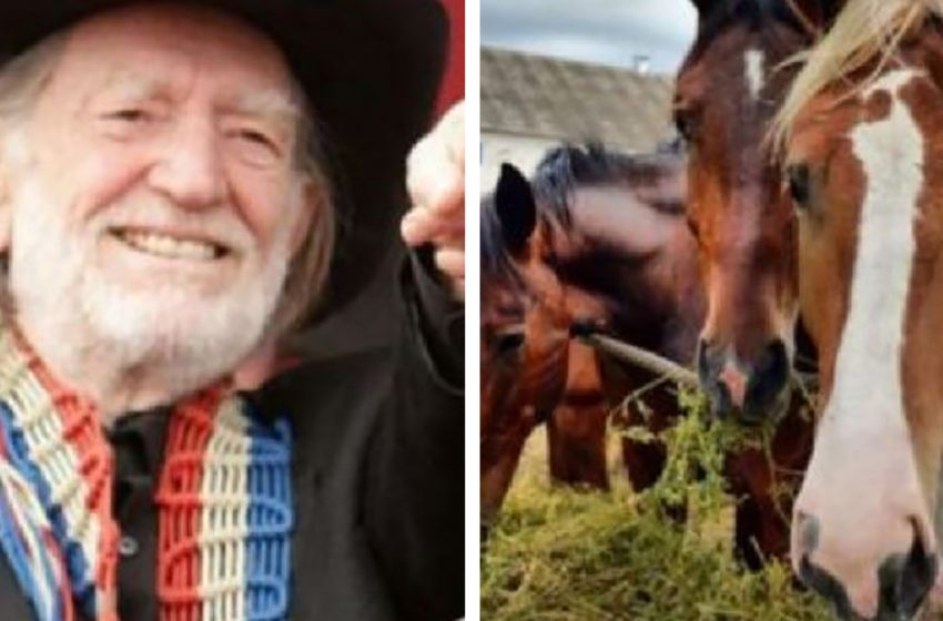  This man lets 70 horses roam freely at his Texas Ranch after rescuing them from a slaughterhouse