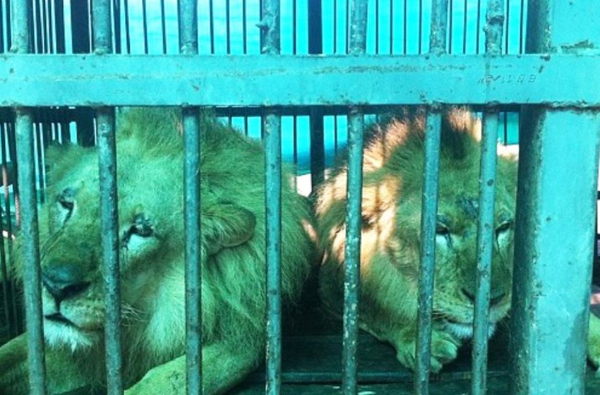  After a lifetime in misery 33 circus lions airlifted to South African sanctuary