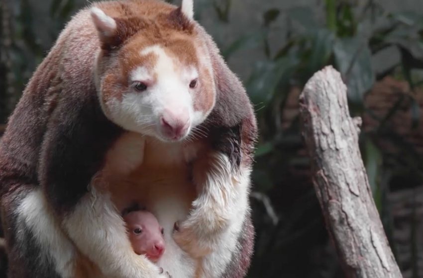  Bronx Zoo celebrates birth of rare, threatened tree kangaroo