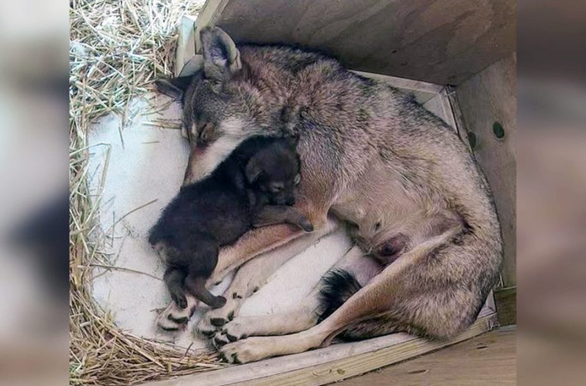  Zoo celebrates birth of the most endangered wolf in the wolf, red wolf