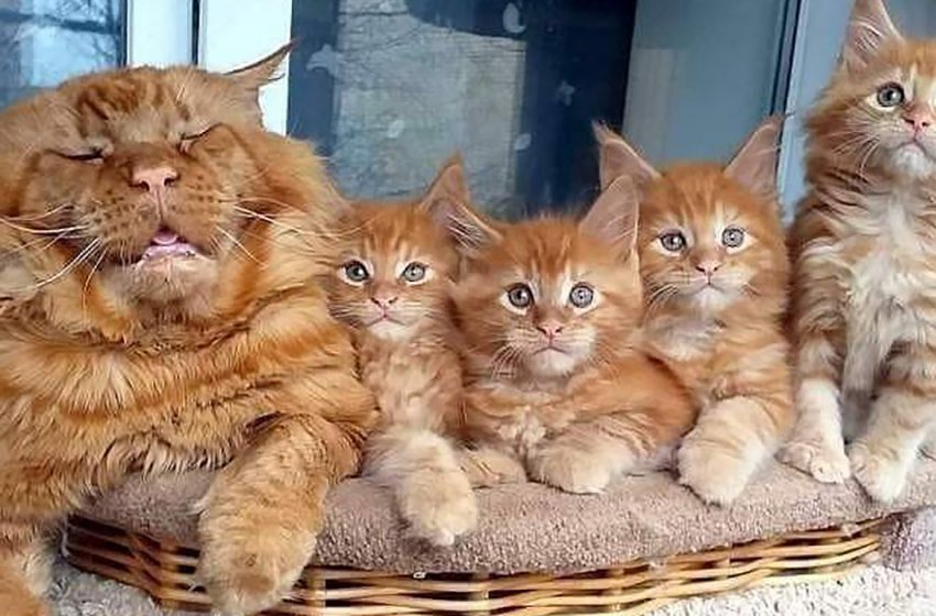  Cat with many impish kittens is tired of his duties as a father