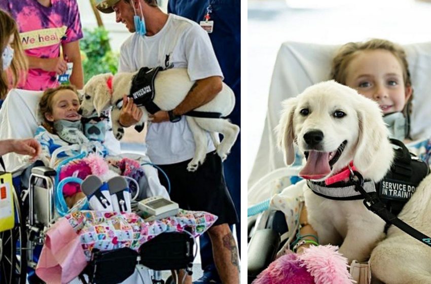  Paralyzed girl meets her new adorable golden retriever service dog