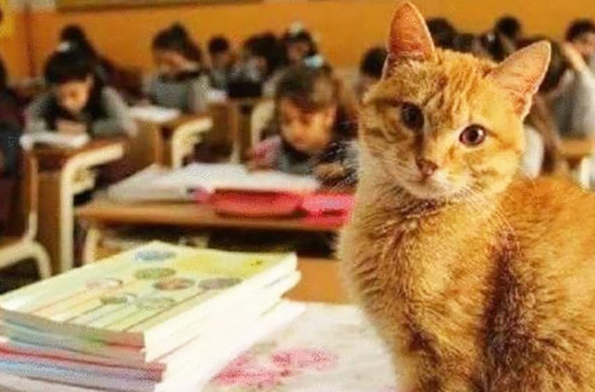  Cat named Tombo lives in a school and tudents consider him their best friend and ”director”