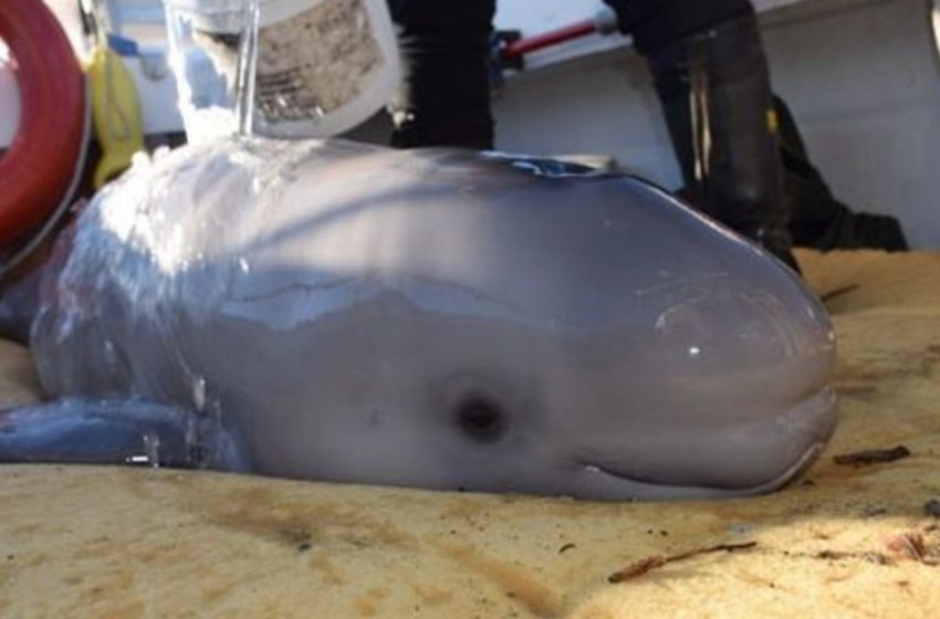  Children rescue young beluga whale that came ashore on the beach