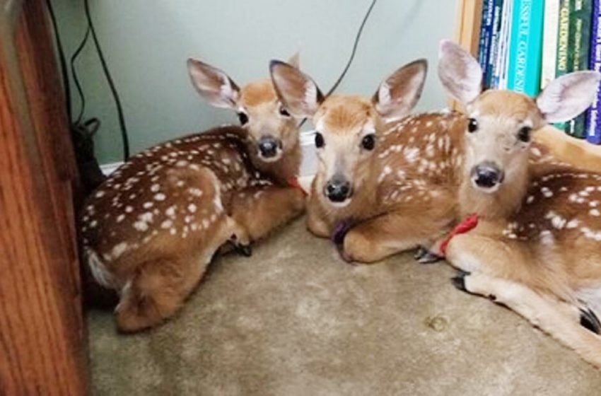  During a storm a woman leaves the back door open and discovers 3 deer in the living room