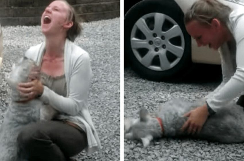  Long lost schnauzer reunites with its owner and  faints from excitement