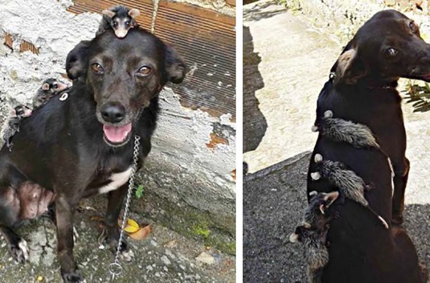  Dog adopts orphaned baby possums