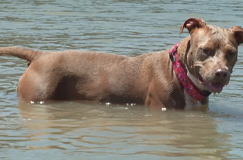  Dog who fell off shrimp boat found alive after swimming 6 miles to shore