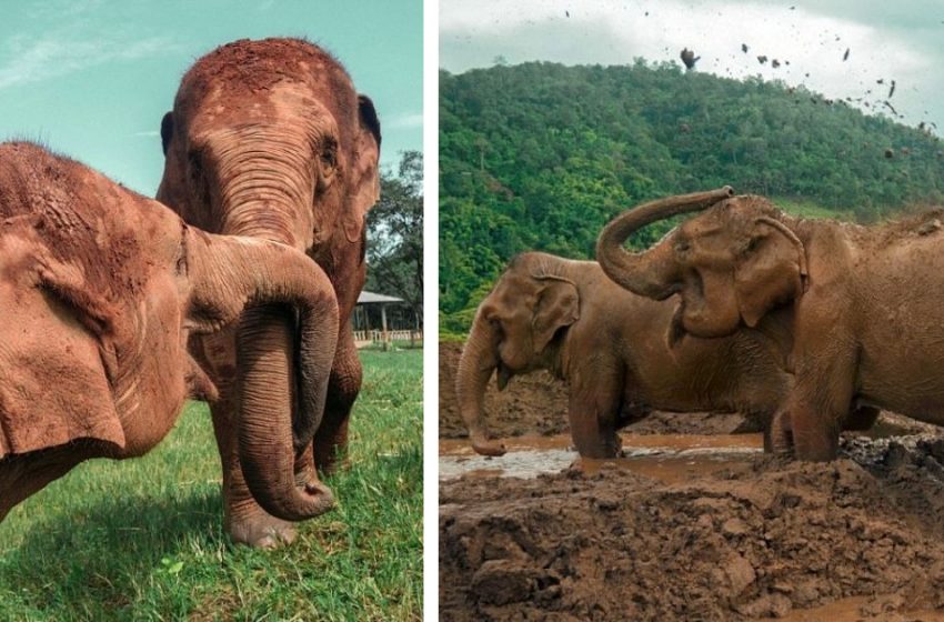  Elephant couple was rescued after being slaves for 80 years