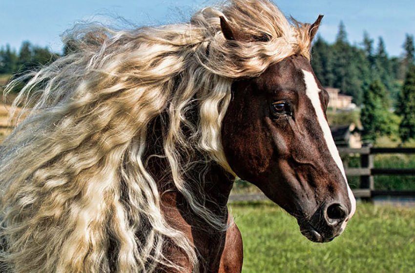  Meet the gorgeous and endangered ‘Black Forest’ horses of Germany