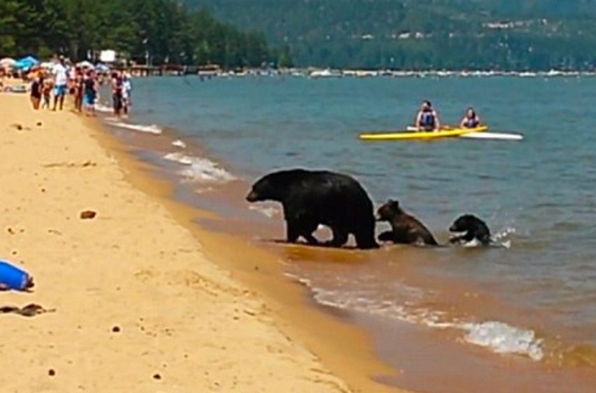  Mama bear and her 2 babies go for swim in California in the middle of the day