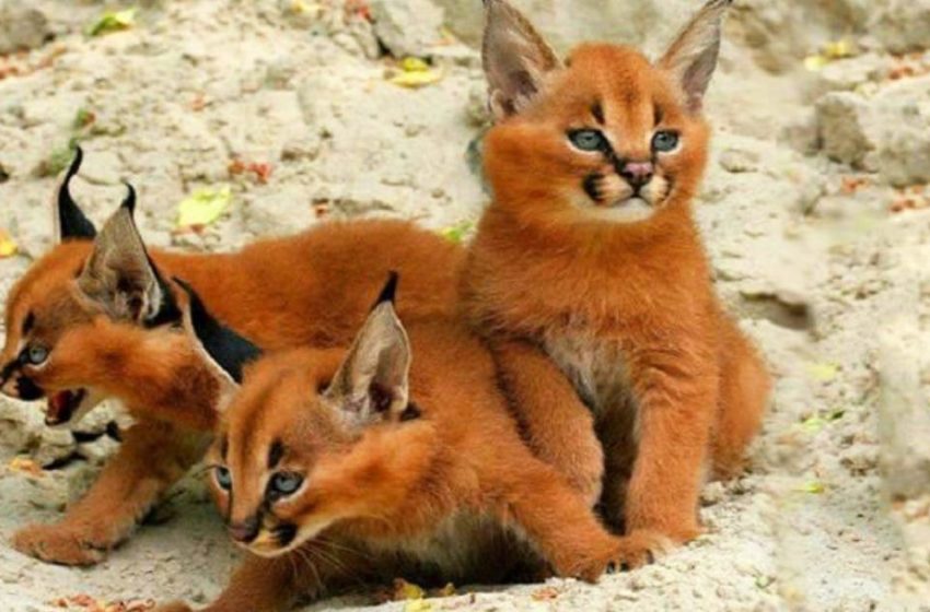  Caracals are lovely kitties that you can easily fall in love