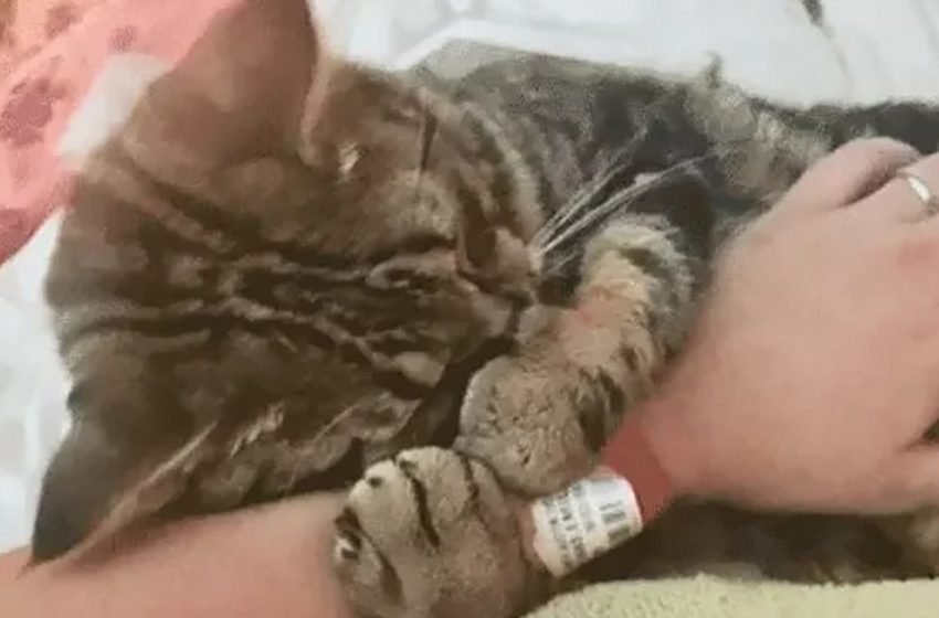  Woman saves an abandoned kitten, lying in a puddle of gas