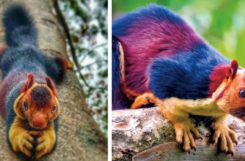  The Indian huge Squirrel (Malabar) is too beautiful to be real