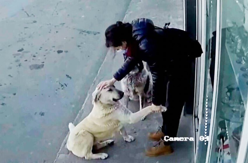  Camera caught kind woman stopping to show homeless dogs that they matter, too