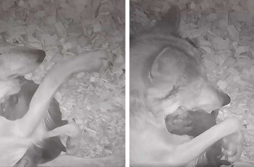  Hidden camera catches wolf cuddling her picky puppy back to sleep