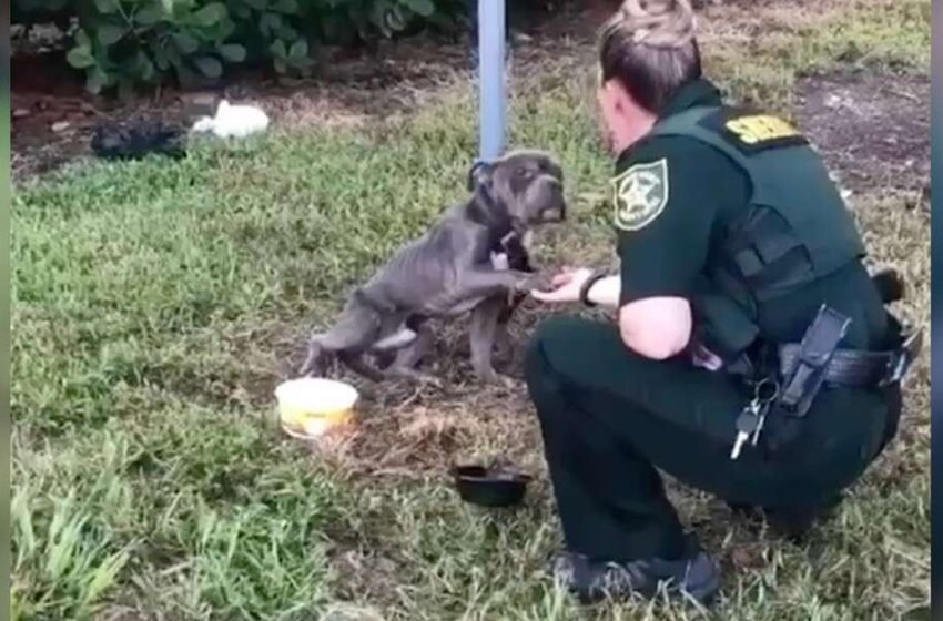  Dog tied to pole reached out paw to the policeman who came to rescue him