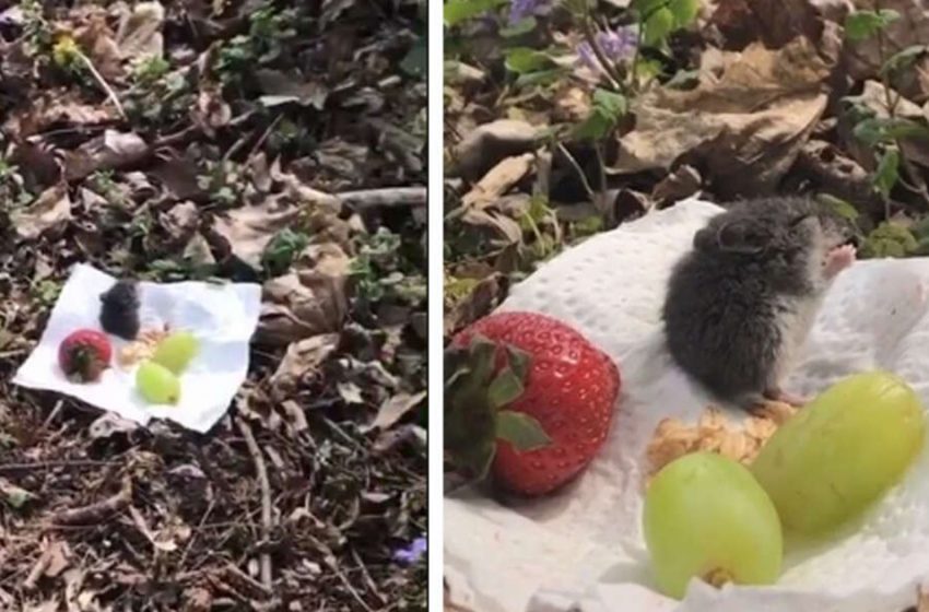  Girl invites a mouse to a tiny picnic