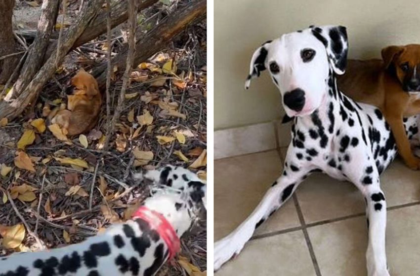  Dalmatian discovers an abandoned pup and choses to keep him forever