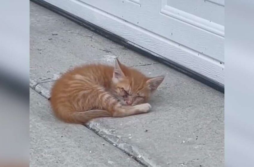  Man spots a kitten outside his garage and realizes he’s a tiny different