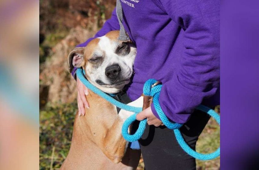  Thankful rescue dog won’t stop hugging everyone he meets