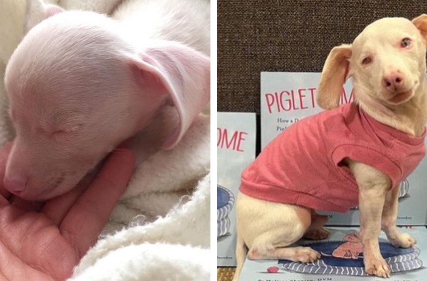  Pup born deaf and blind becomes an inspiration for kids with special needs