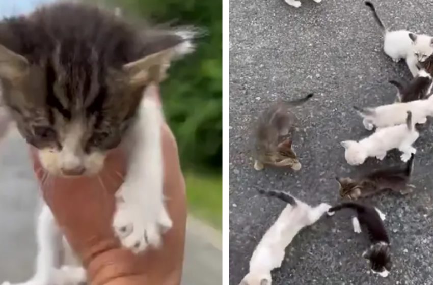  Man stops to rescue homeless kitten from the road — then gets ‘ambushed’ by 12 other kittens