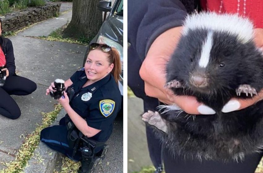  Police officers help lost baby skunks reunite with their family