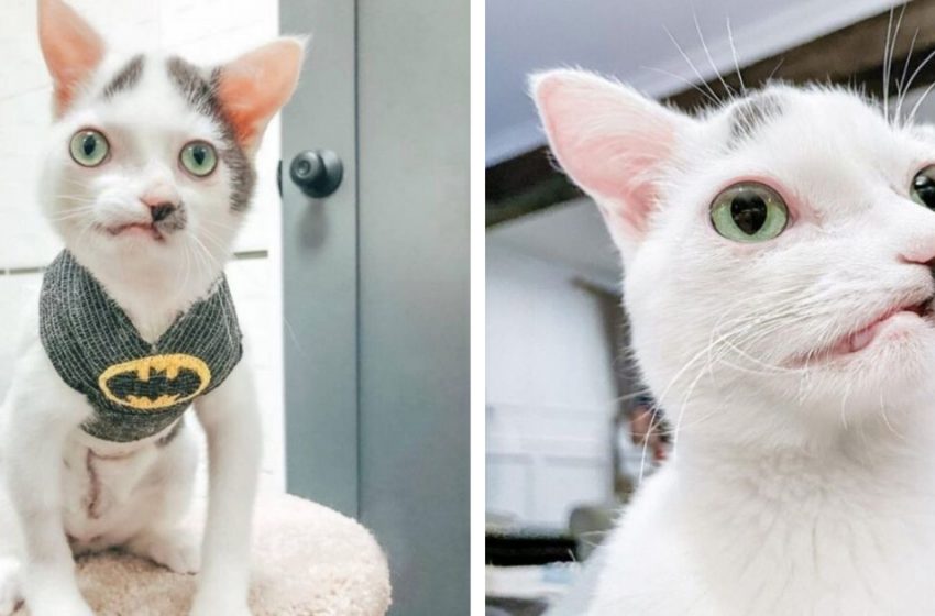  An adorable kitty with a crooked face is as cute as can be