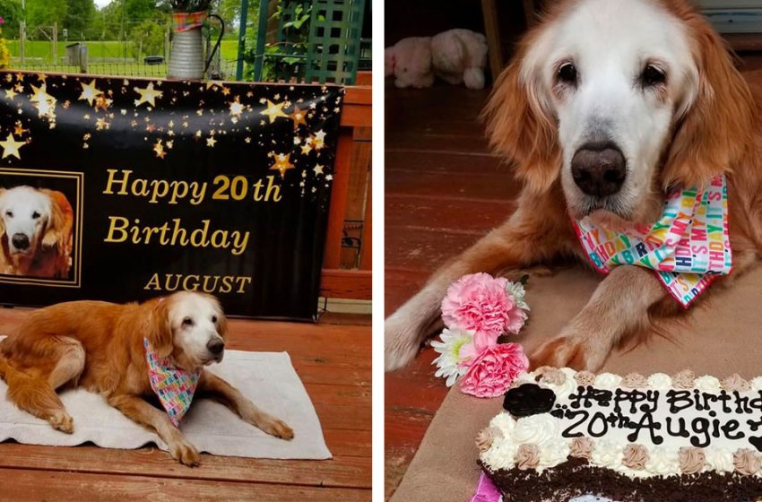  Golden Retriever celebrates its 20th anniversary and becomes the oldest Golden Retriever in history