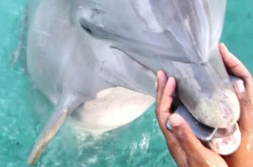  A friendly dolphin retrieved the phone of a woman which fell into the ocean