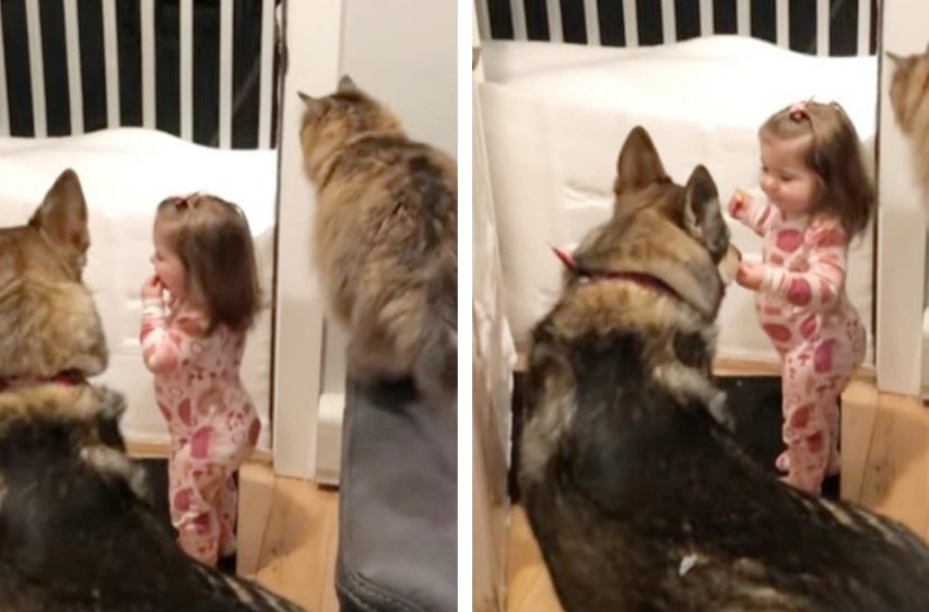  Clever dog and cat duo teach little girl to ‘go to bed’