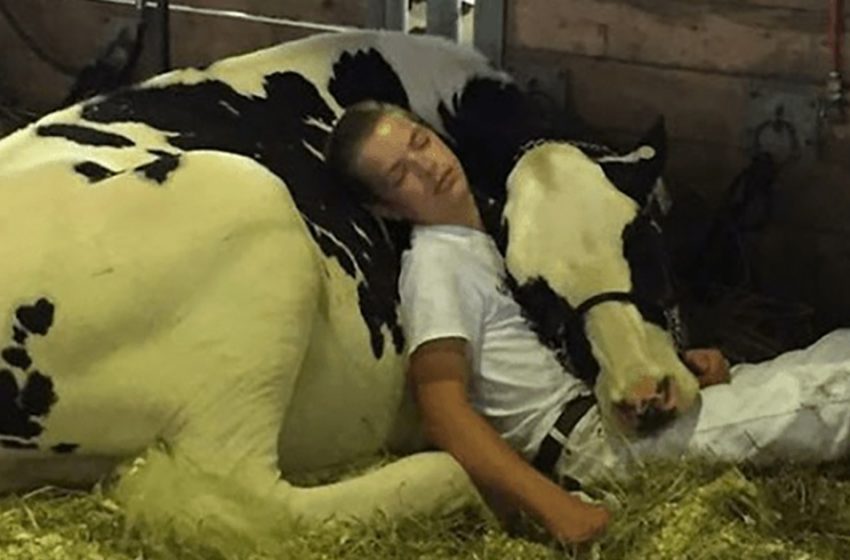  A boy and his cow conquered the Internet by losing at a dairy fair and falling asleep together