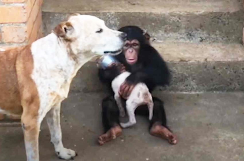  Baby chimpanzees help sick puppy become a new dog