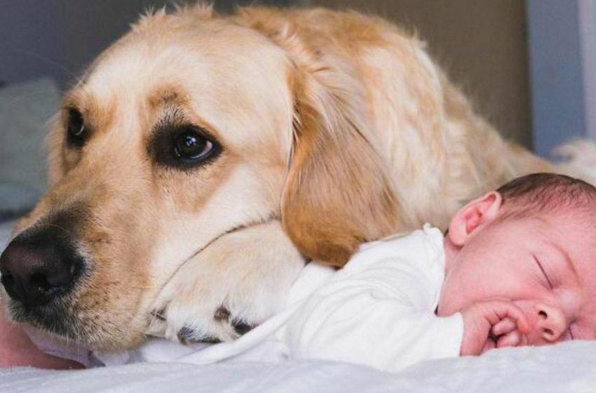  A very sweet friendship: a golden retriever takes care of a baby from birth