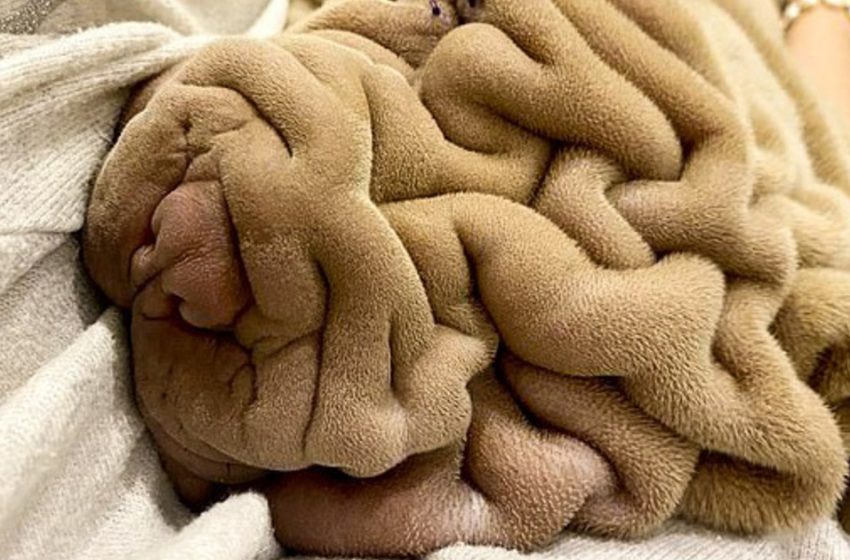  No, this is not a blanket. This is a cute little dog