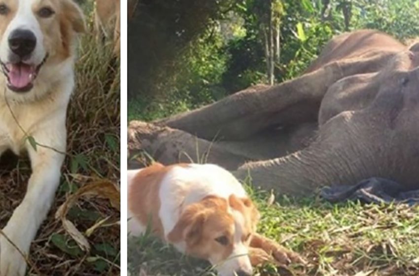  The dog refused to part with his elephant friend in the last hours of his life