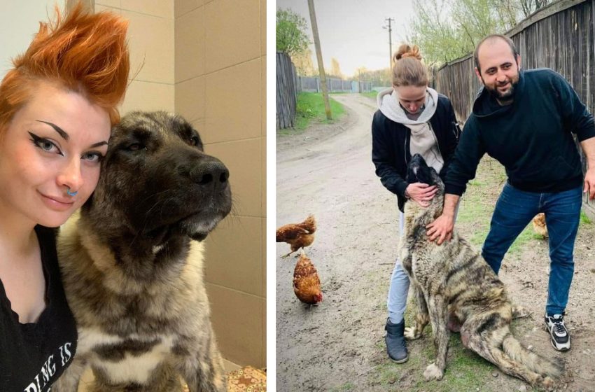  A woman from the USA flies to Ukraine to rescue disabled dogs