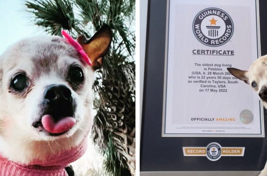  22-year-old dog is in the Guinness Book of Records as the oldest living dog.