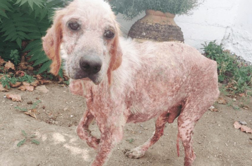  Dog approaches newlyweds and asks them to take away his pain