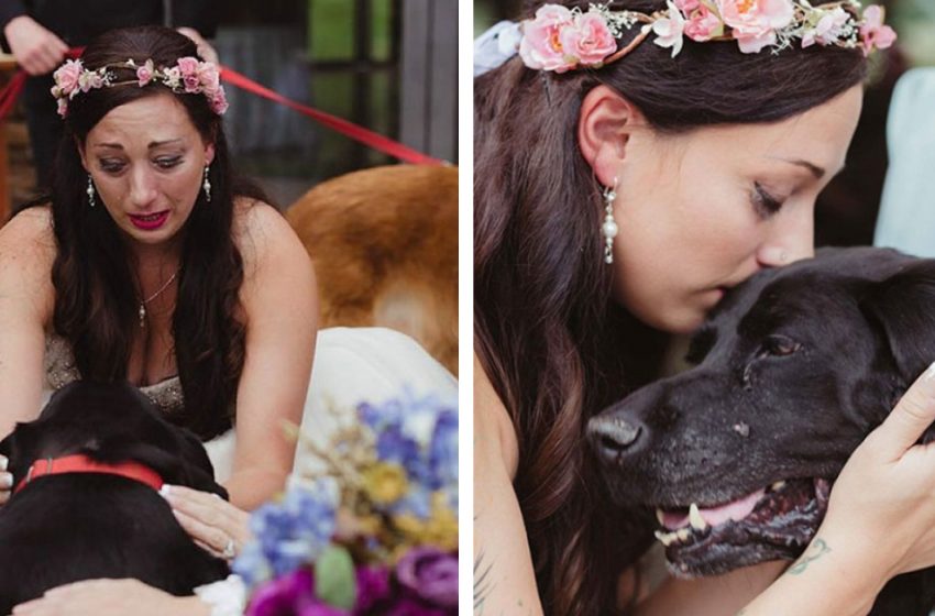  A 15-year-old dying dog lives to see a loved one get married