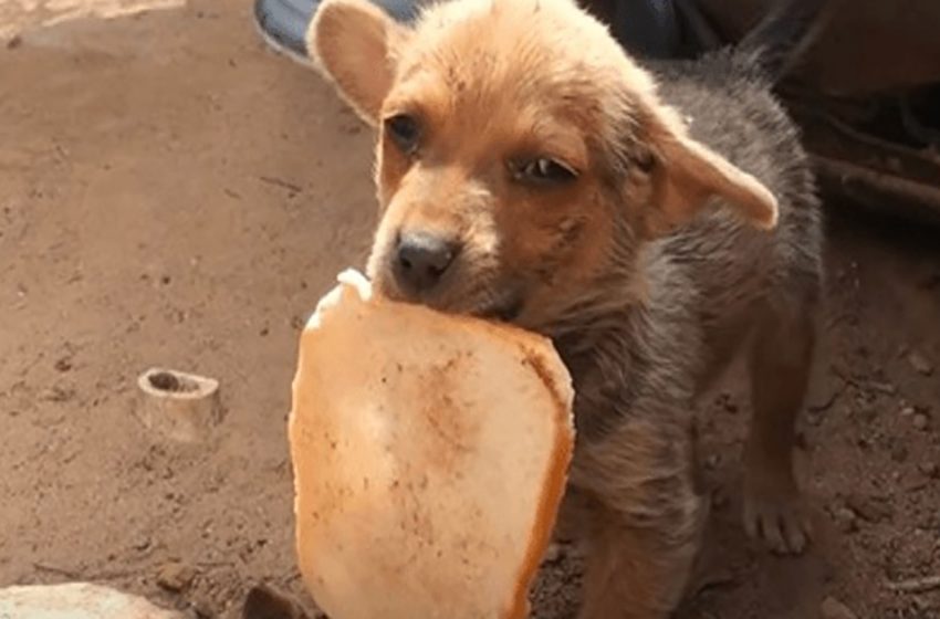  A forgotten puppy fights for himself in the waste after his siblings are adopted