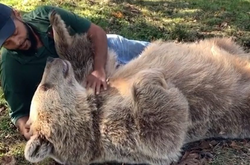  An orphan bear reunites with her human savior after years apart