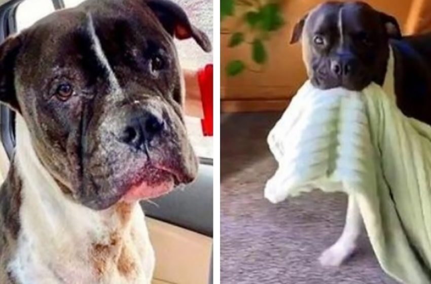  Dog rescued from fighting ring now wears his protective blanket everywhere