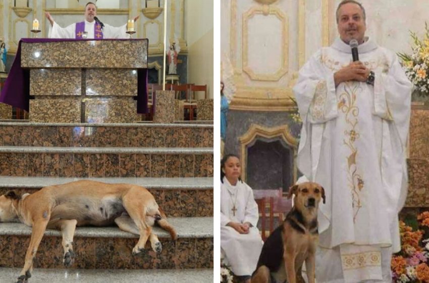  A kind priest opens the doors of the church to homeless puppies and helps them find a home forever