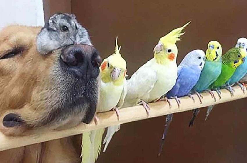  A beautiful golden retriever, eight funny birds, and a plump hamster are best friends