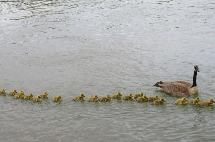  The mother goose takes care of 47 goslings and keeps them safe