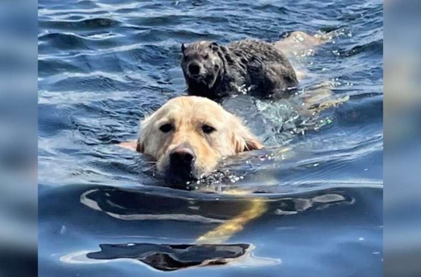  A kind dog carries a small animal on his back and transports it to safety