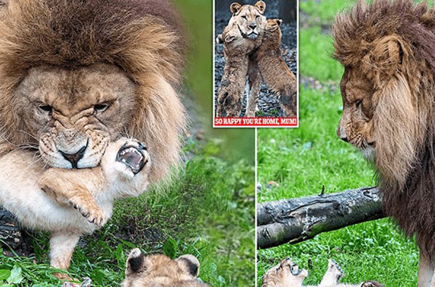  Lion father struggles to take care of 5 lion cubs with their mother recovers from being attacked by another lioness