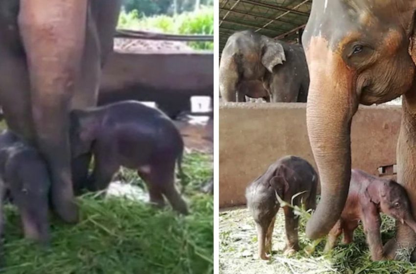  Rare twin elephants born in Sri Lanka for the first time in 80 years